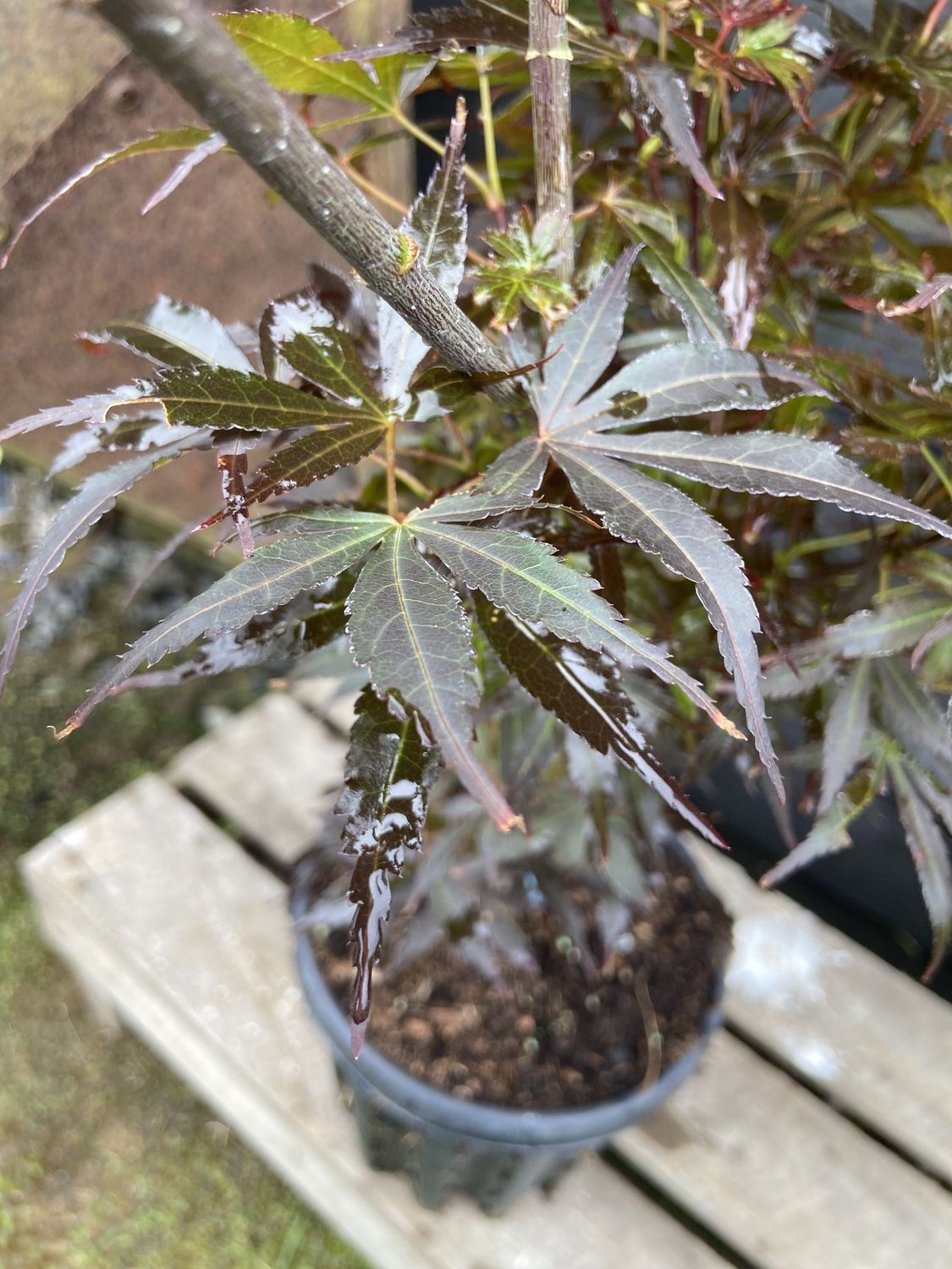 ACER palmatum &#39;Skeeter&#39;s Broom&#39; / Japanese Maple