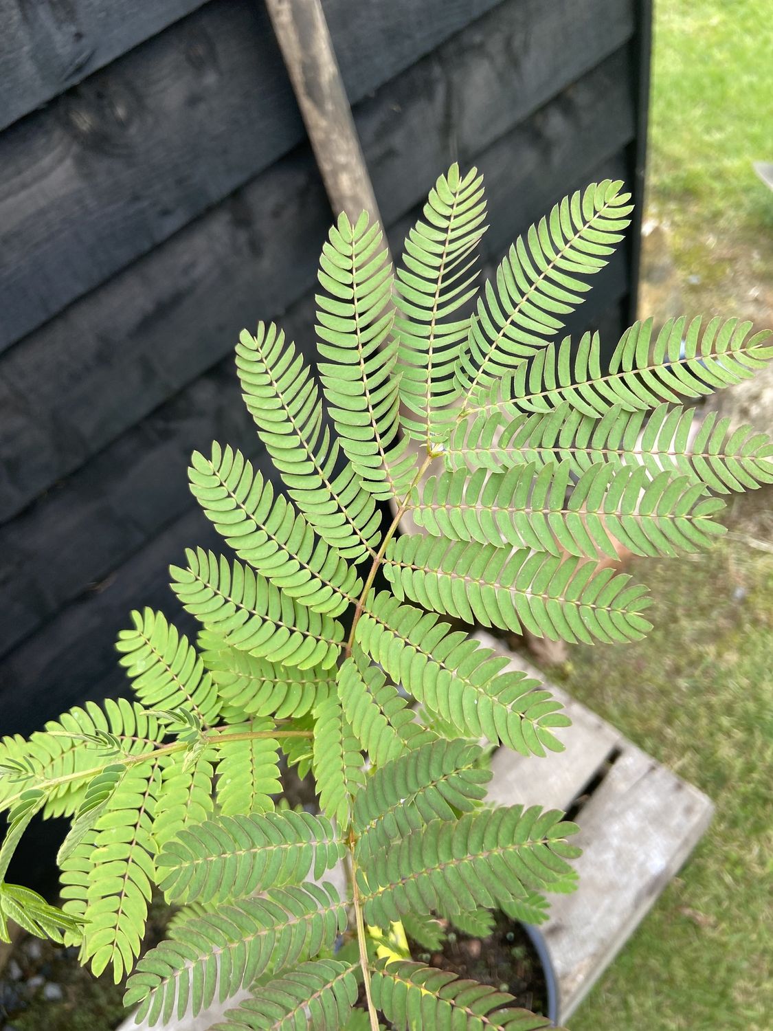 ALBIZIA julibrissin / Silk Tree
