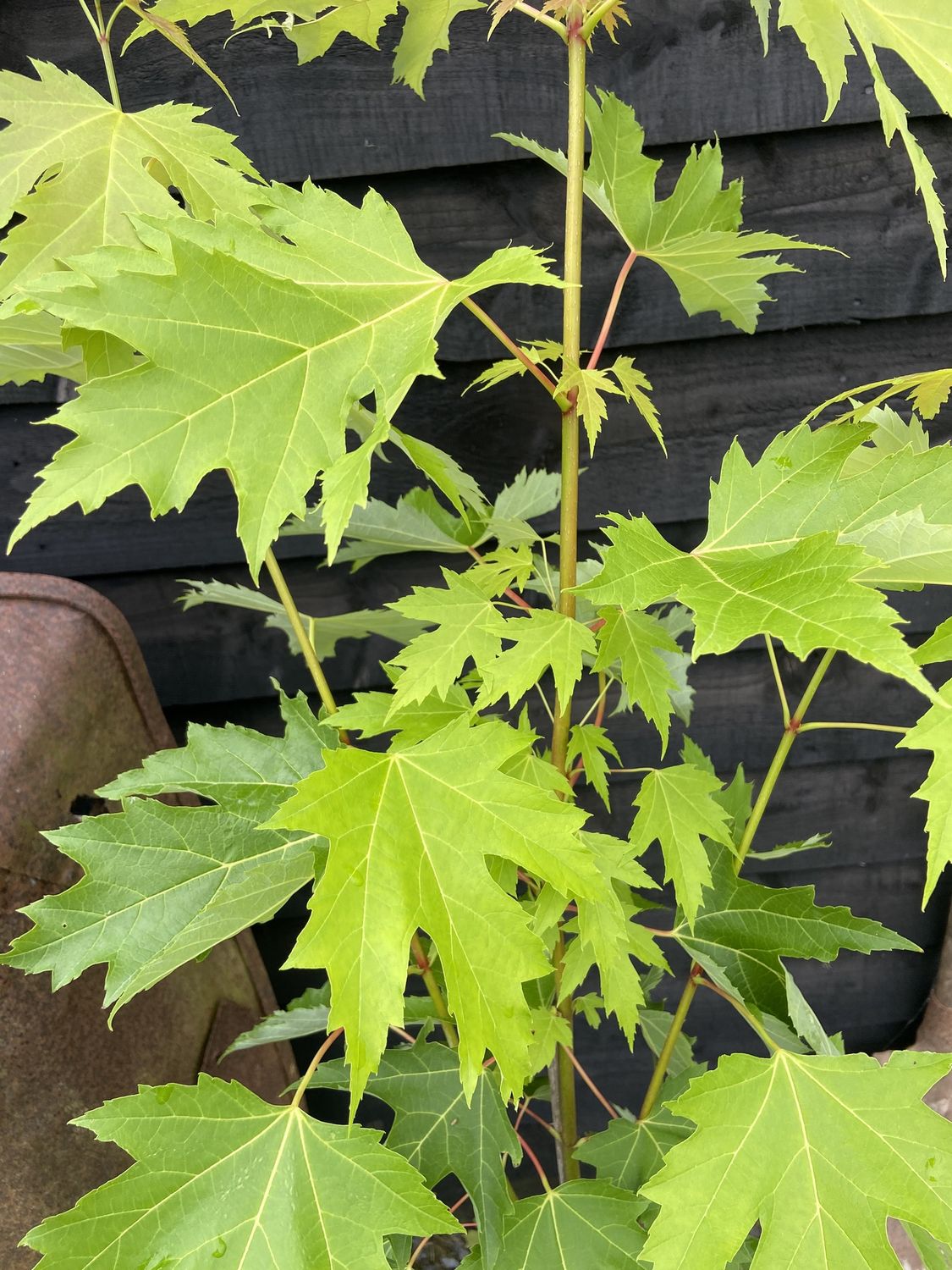 ACER saccharinum Pyramidale / Silver Maple