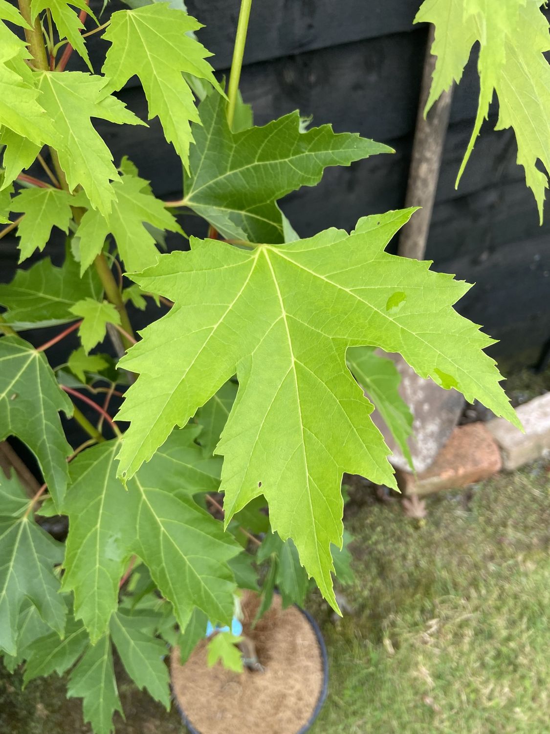 ACER saccharinum Pyramidale / Silver Maple
