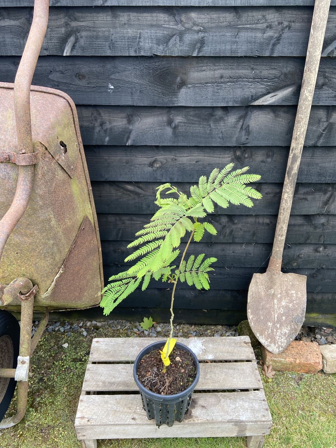ALBIZIA julibrissin / Silk Tree