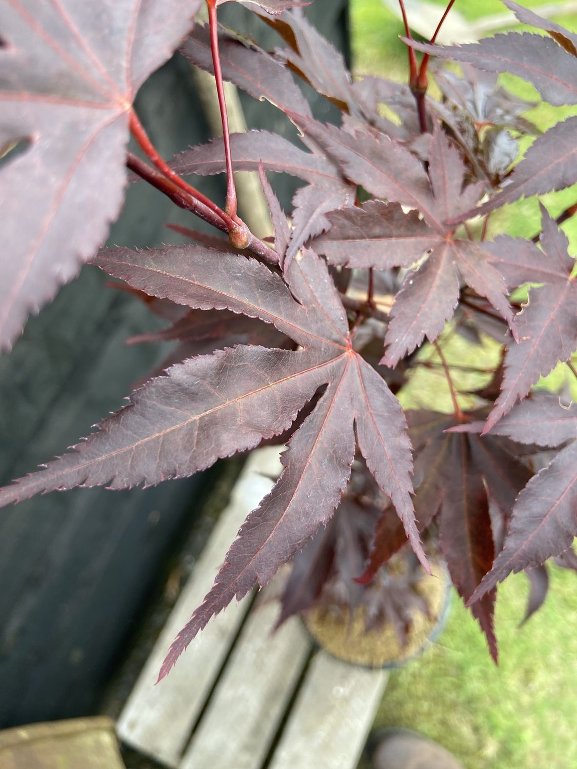 ACER palmatum ‘Fireglow’ / Dwarf Japanese Maple