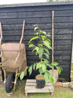 ALNUS x spaethii / Spaeth&#39;s Alder