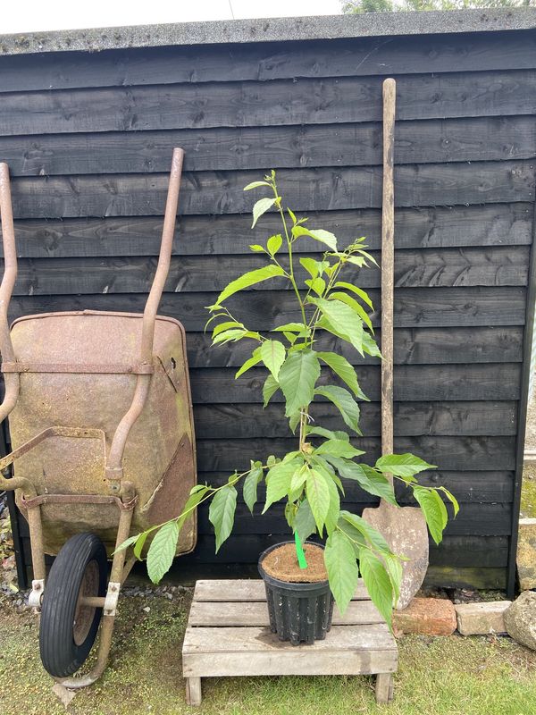 Spaeth's Alder tree for sale UK