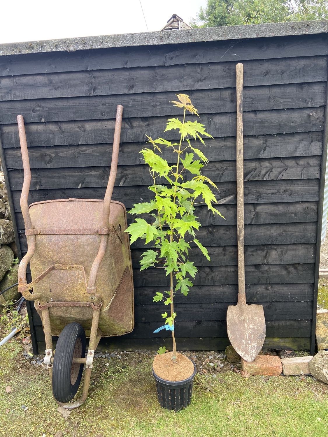ACER saccharinum Pyramidale / Silver Maple