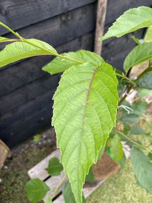 ALNUS x spaethii / Spaeth's Alder