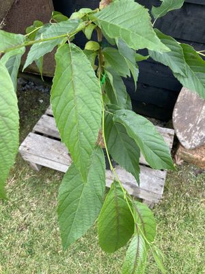 Spaeth's Alder — view 3