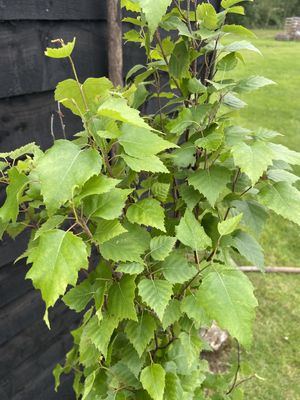 BETULA pendula 'Fastigiata' / Upright Silver Birch