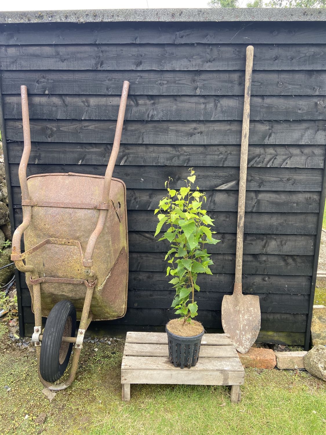 BETULA pendula &#39;Fastigiata Joes&#39; / Silver Birch