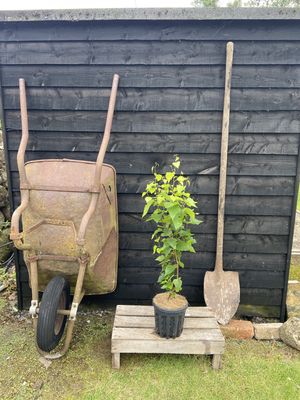 BETULA pendula &#39;Fastigiata Joes&#39; / Silver Birch