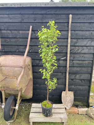 BETULA pendula &#39;Fastigiata&#39; / Upright Silver Birch