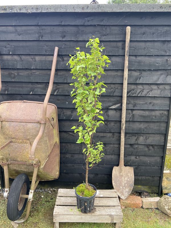Upright Silver Birch tree for sale UK