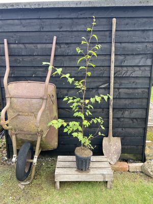 BETULA ermanii / Erman&#39;s Birch [m/s]