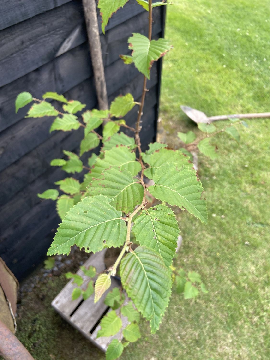 BETULA ermanii / Erman&#39;s Birch [m/s]