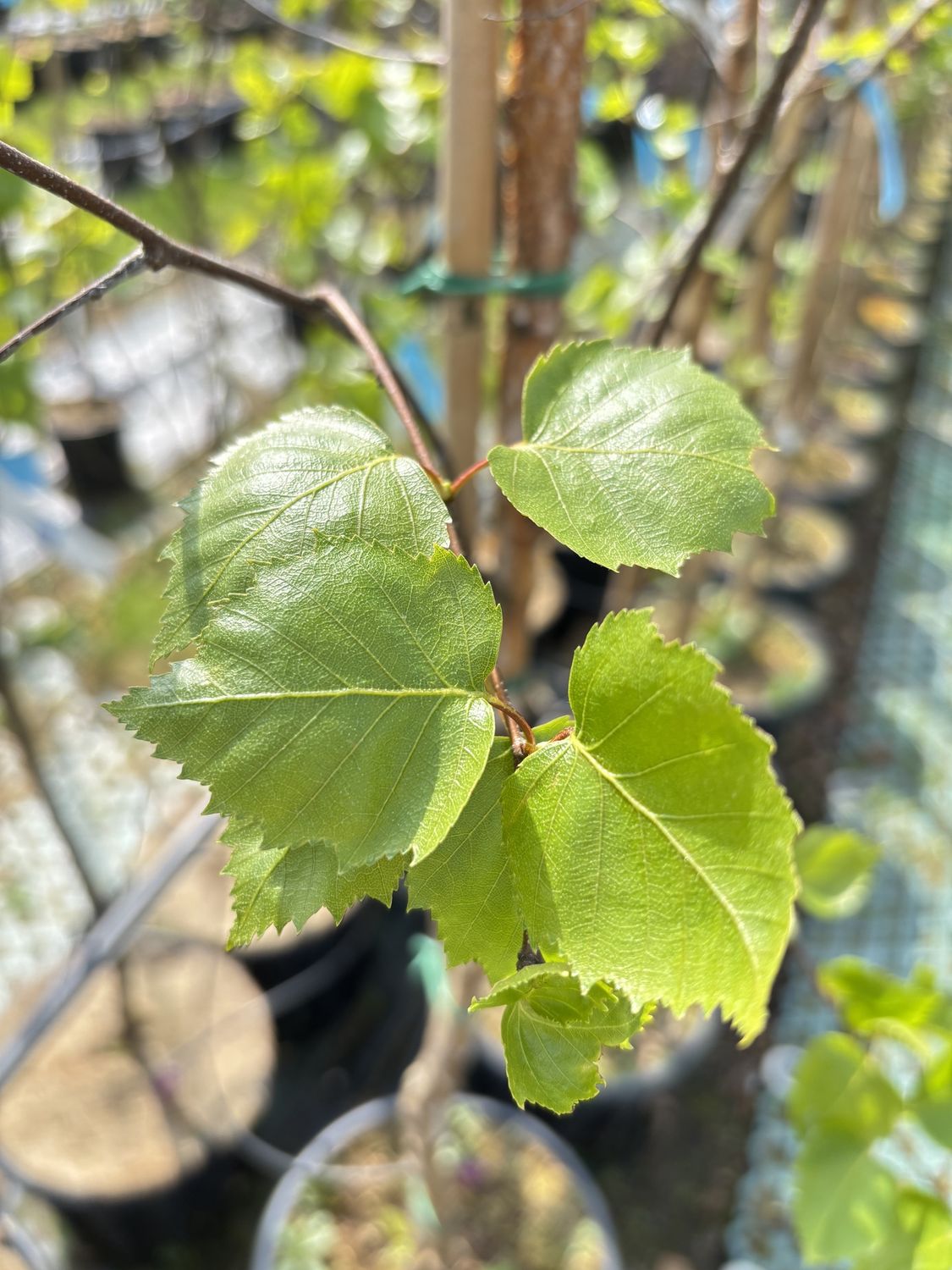 BETULA pendula &#39;Fastigiata Joes&#39; / Silver Birch
