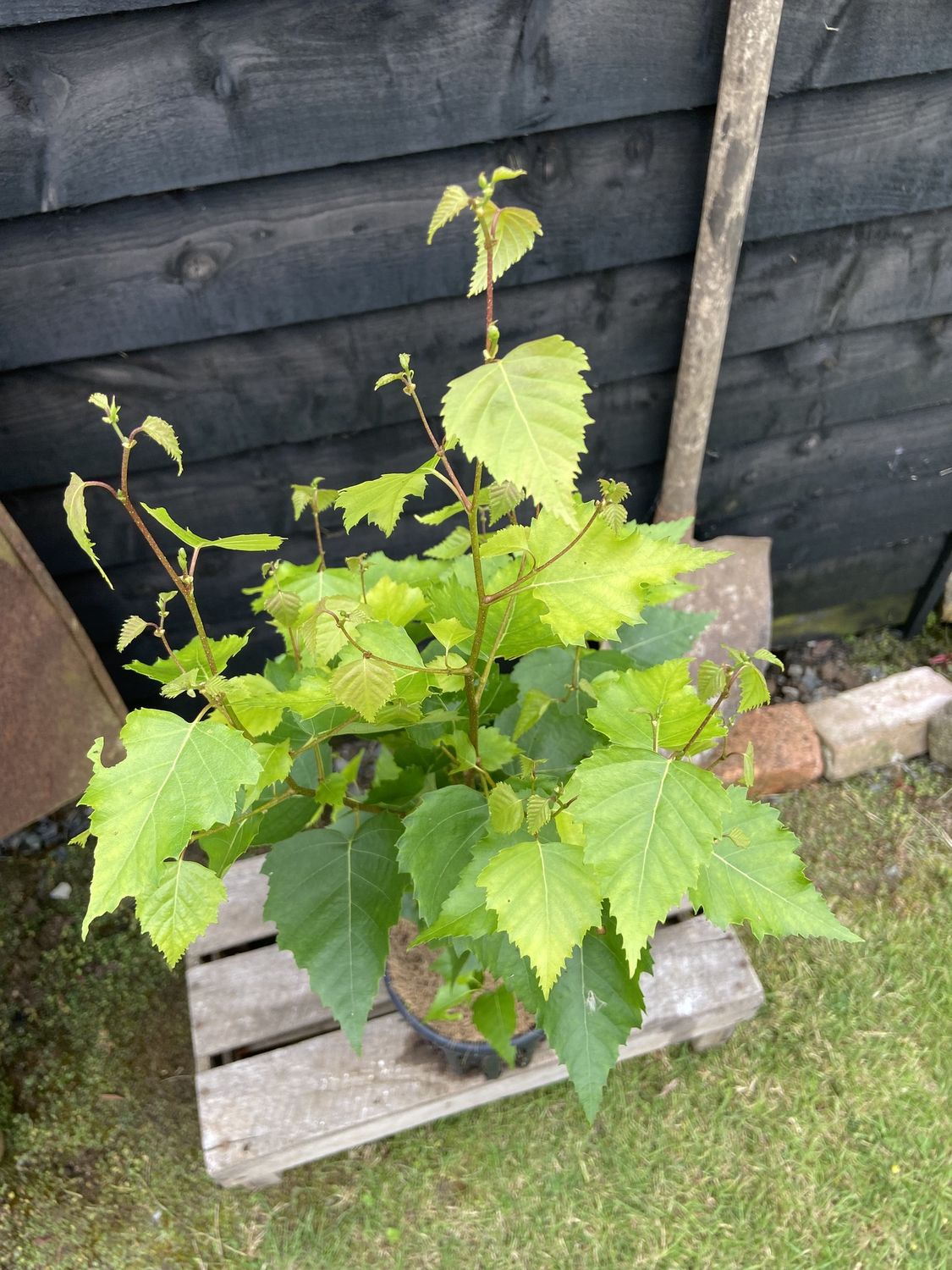 BETULA pendula &#39;Fastigiata Joes&#39; / Silver Birch