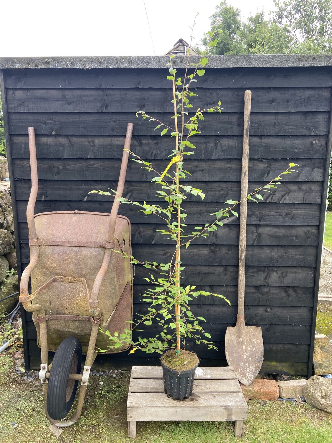 BETULA utilis &#39;Doorenbos&#39; / Himalayan Birch