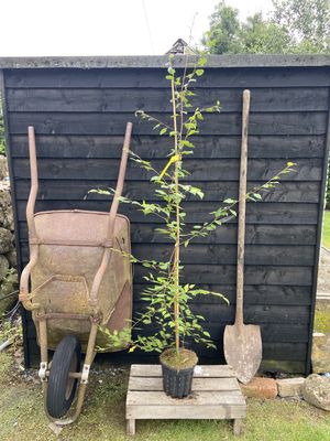 BETULA utilis &#39;Doorenbos&#39; / Himalayan Birch