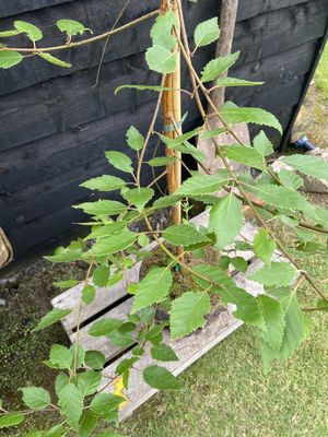 BETULA utilis 'Doorenbos' / Himalayan Birch