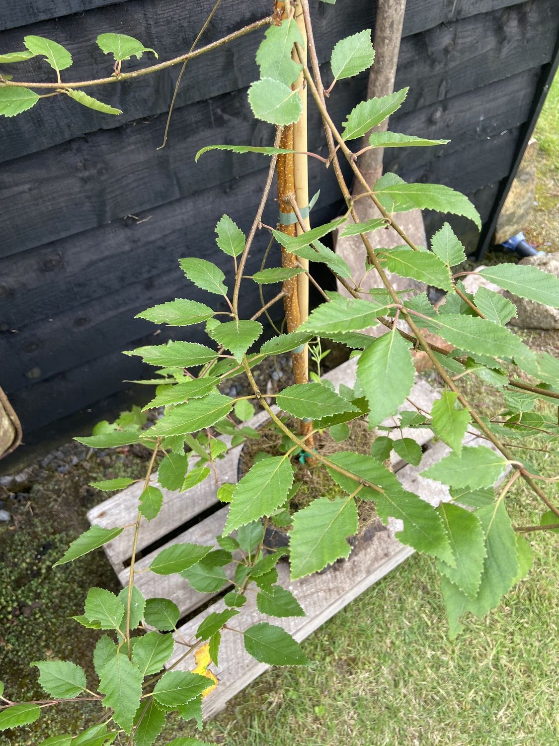 BETULA utilis &#39;Doorenbos&#39; / Himalayan Birch