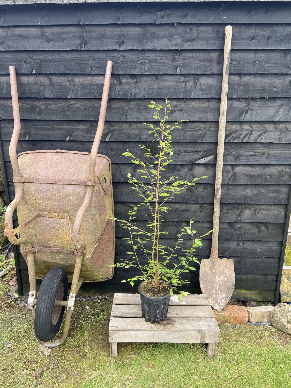 BETULA utilis &#39;Doorenbos&#39; / Himalayan Birch [m/s]