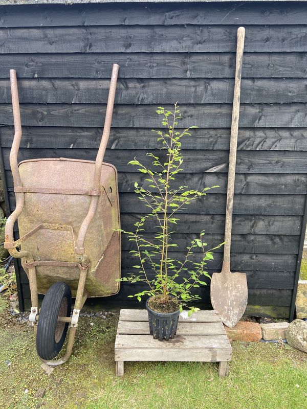 Himalayan Birch tree for sale UK