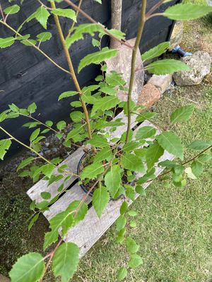 Himalayan Birch — view 2