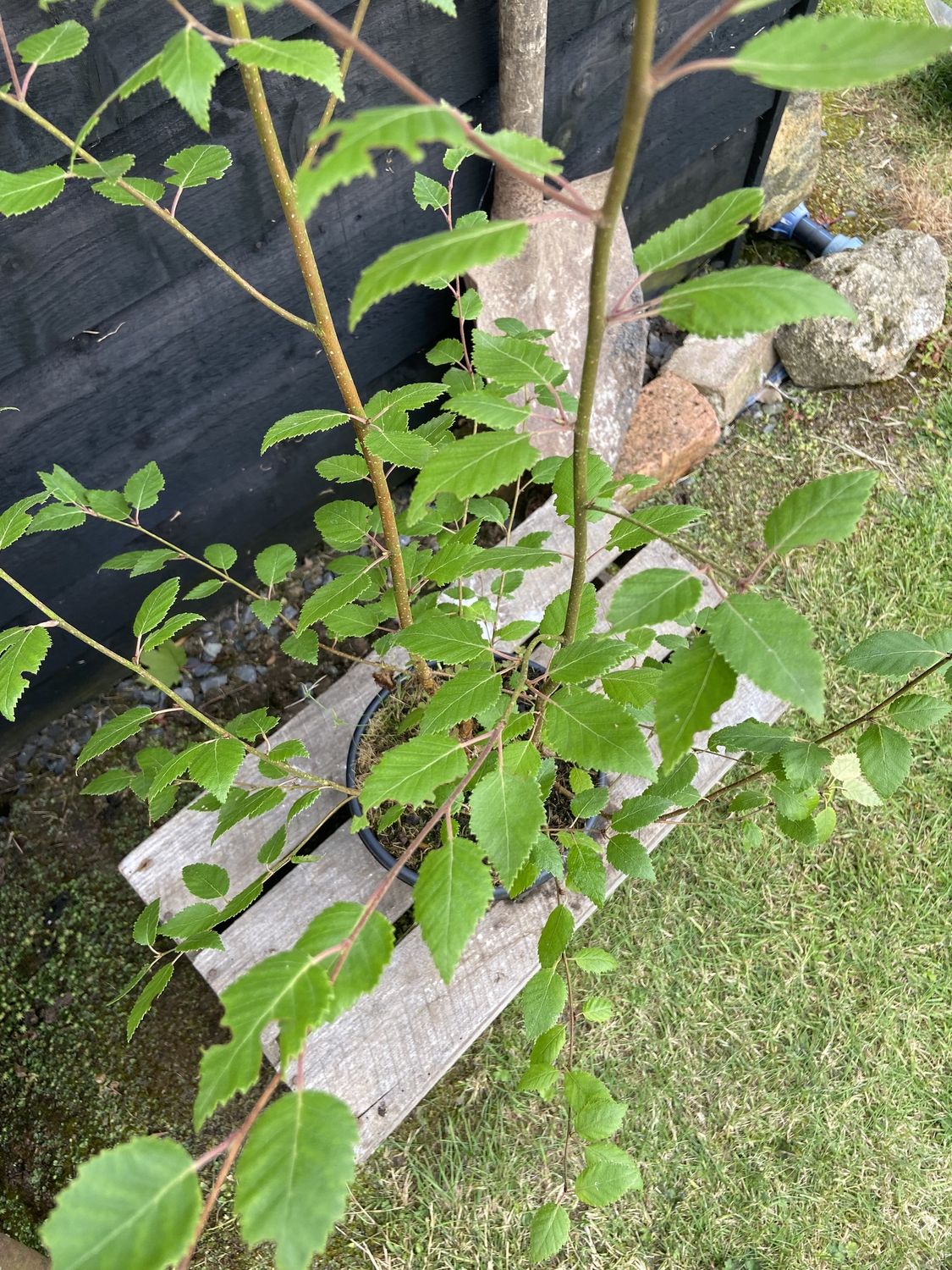 BETULA utilis &#39;Doorenbos&#39; / Himalayan Birch [m/s]