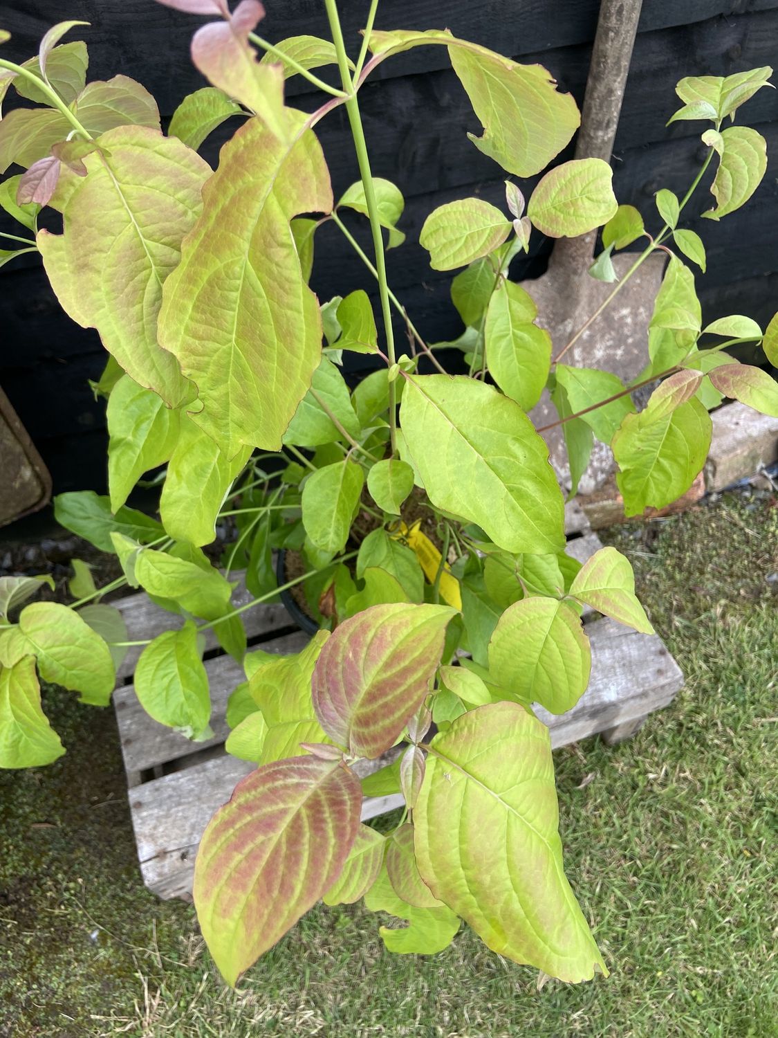 CORNUS florida / Flowering Dogwood