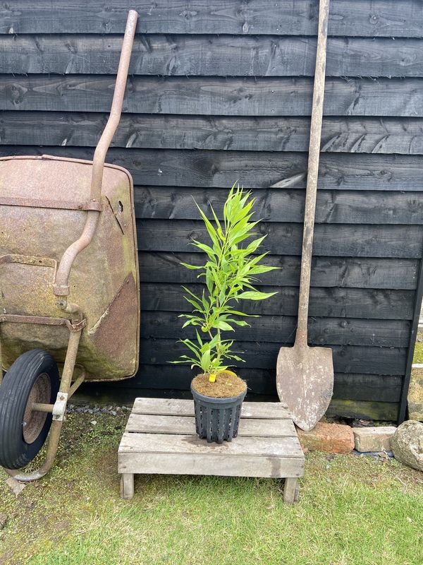 Summer Bells Desert Willow tree for sale UK
