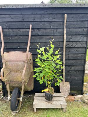 BETULA nigra / River Birch