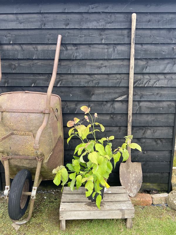 Flowering Dogwood tree for sale UK