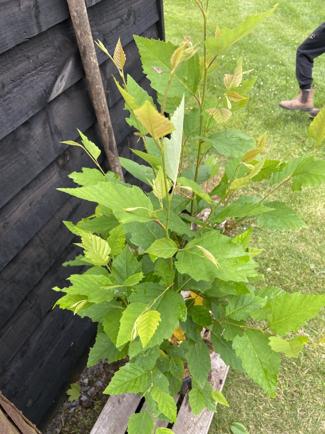 BETULA nigra / River Birch