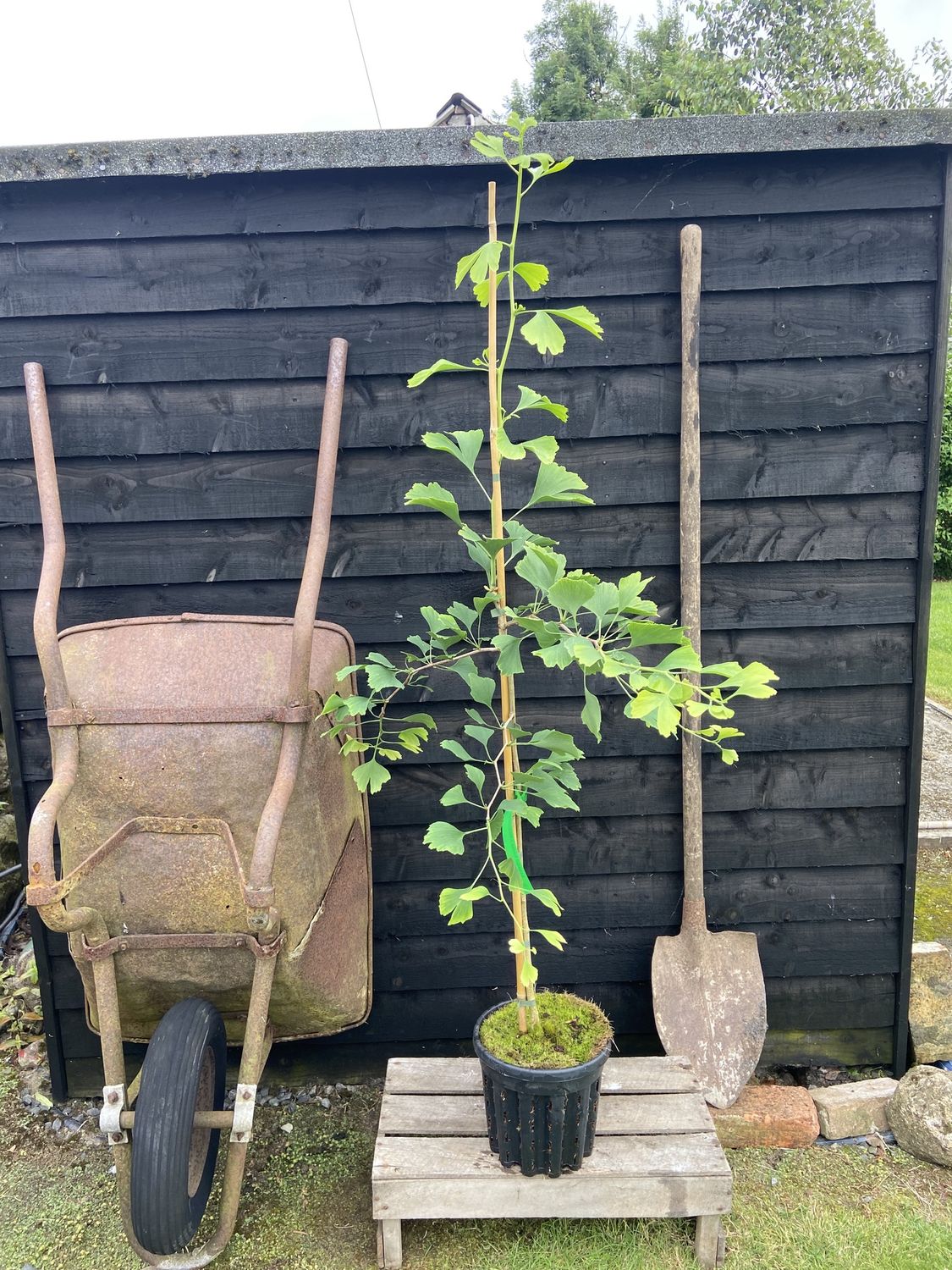 GINKGO biloba / Maidenhair Tree