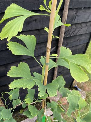 Maidenhair Tree — view 2