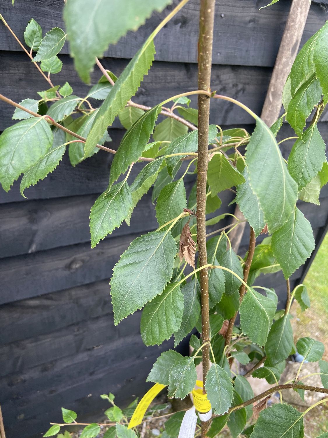 BETULA utilis jacquemontii / Himalayan Birch [feathered]