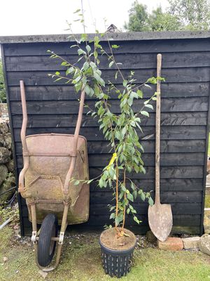 Himalayan Birch