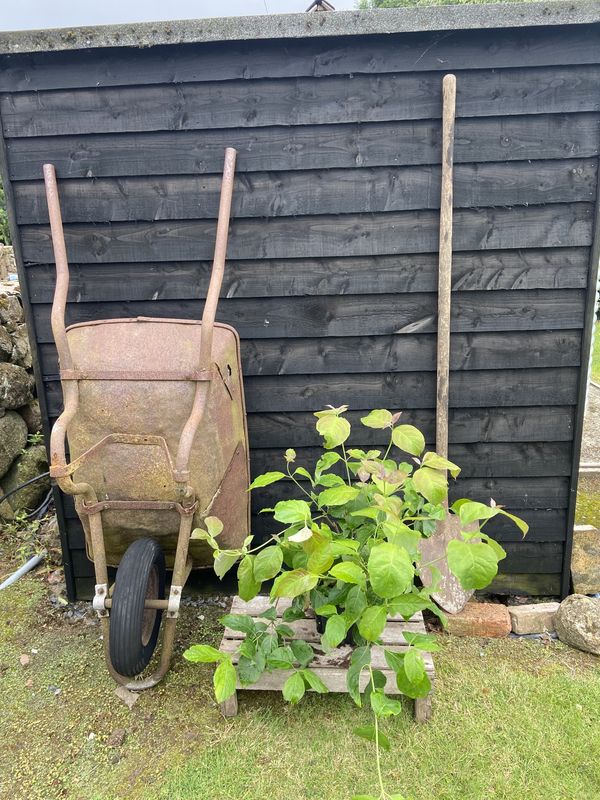 Flowering Dogwood tree for sale UK