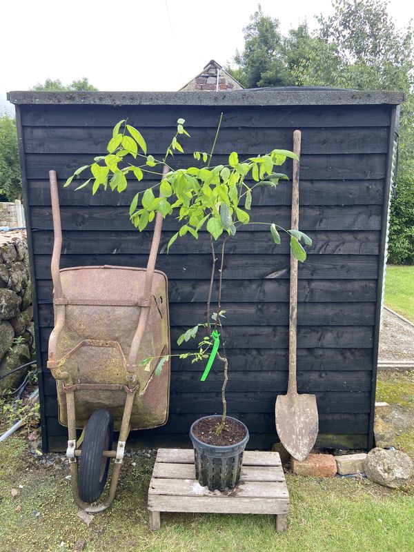 Kentucky Yellow-Wood tree for sale UK
