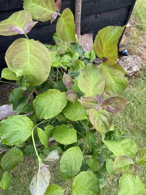 Flowering Dogwood — view 2