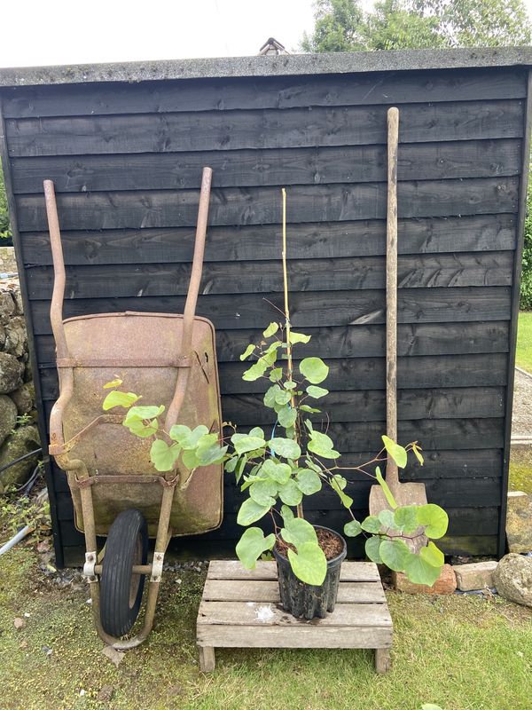 Judas Tree tree for sale UK