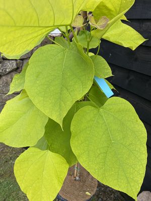 Golden Indian Bean Tree — view 2