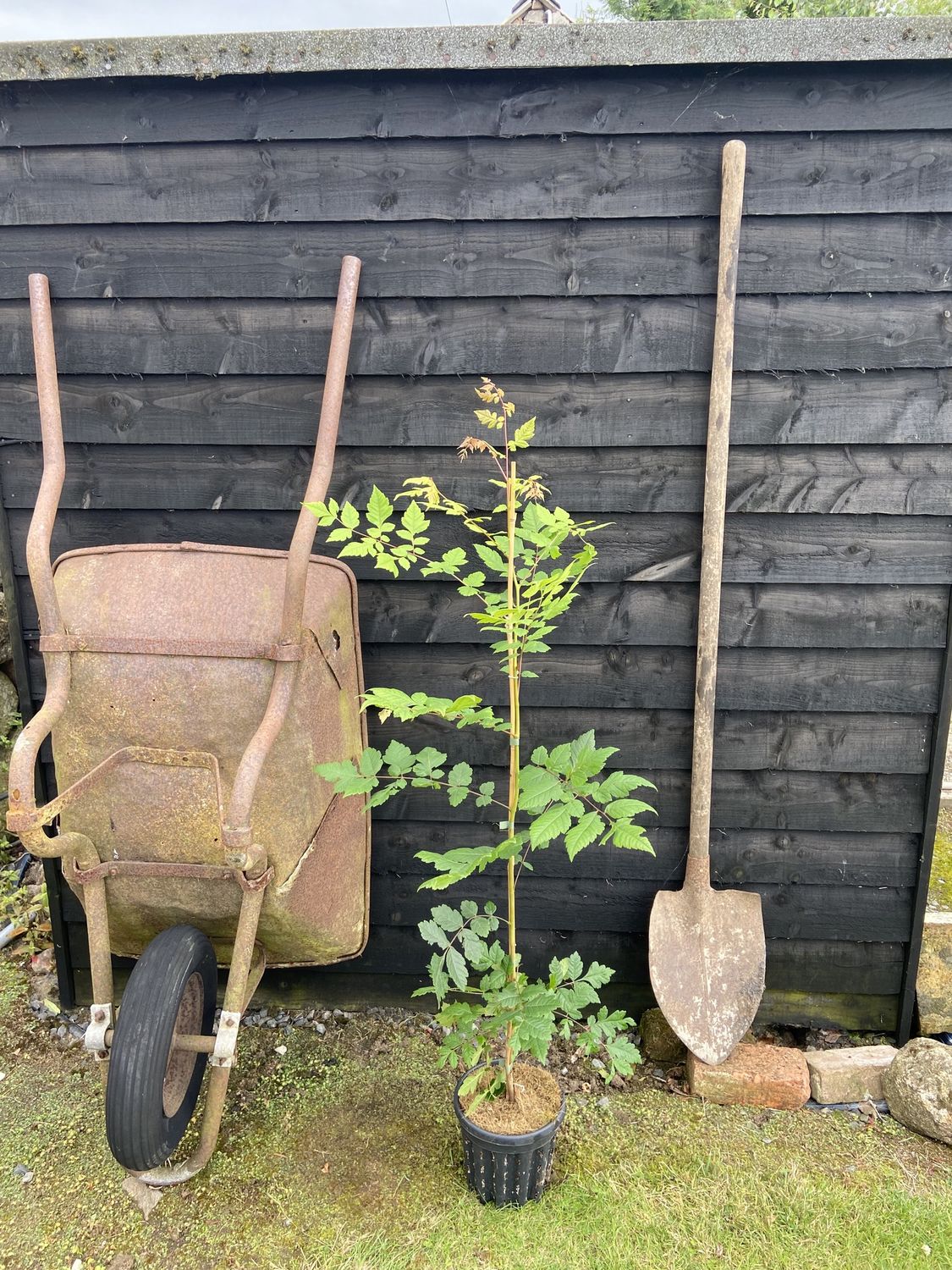 KOELREUTERIA paniculata / Pride of India
