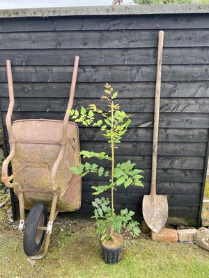 KOELREUTERIA paniculata / Pride of India