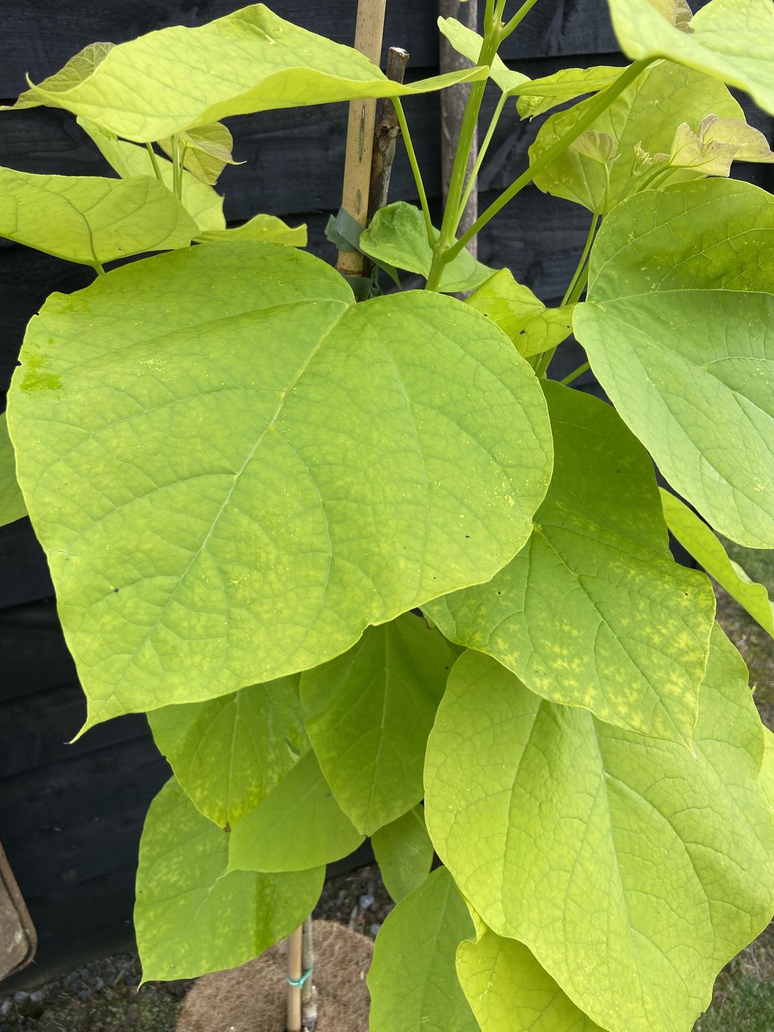 CATALPA bignonioides &#39;Aurea&#39; / Golden Indian Bean Tree