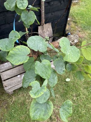 Judas Tree — view 2