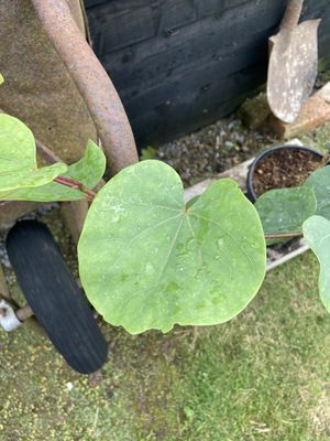 Judas Tree — view 3