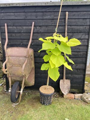 CATALPA bignonioides 'Aurea' / Golden Indian Bean Tree