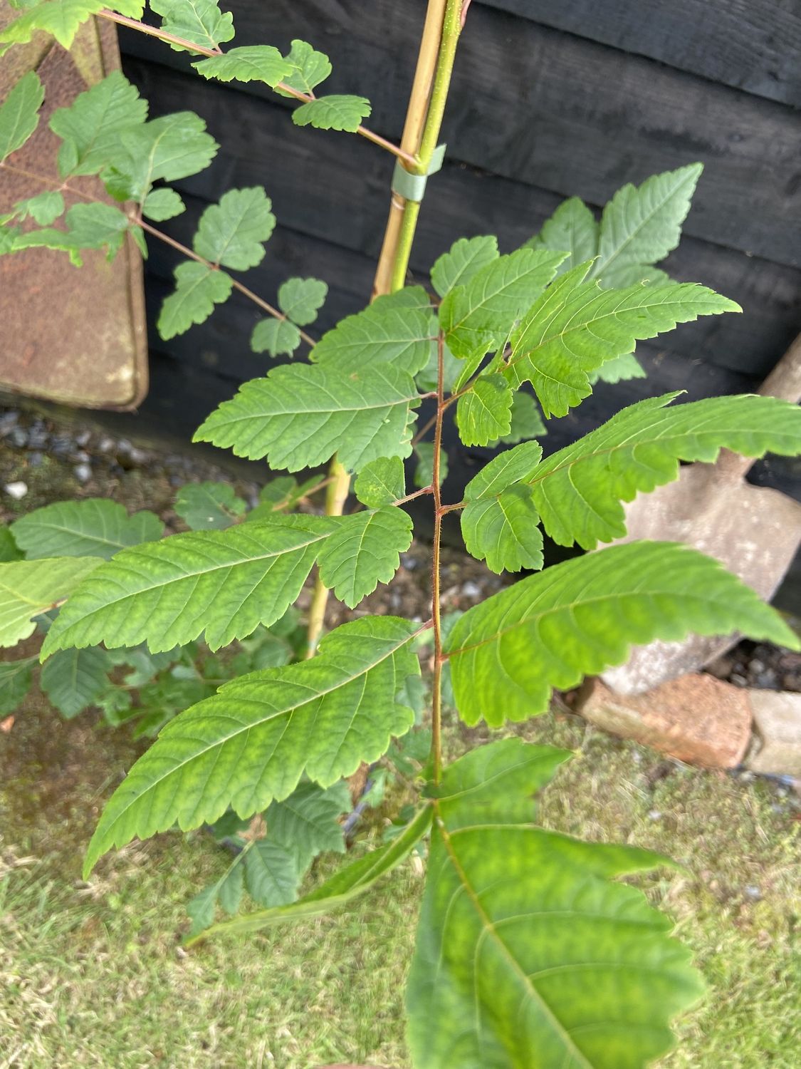KOELREUTERIA paniculata / Pride of India