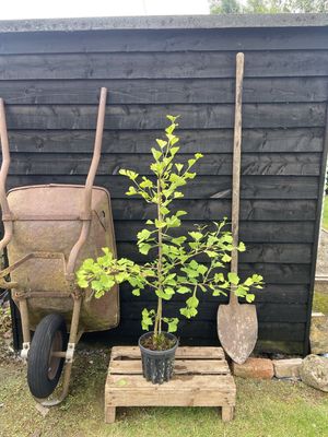 GINKGO biloba ‘Blagon’ / Maidenhair Tree
